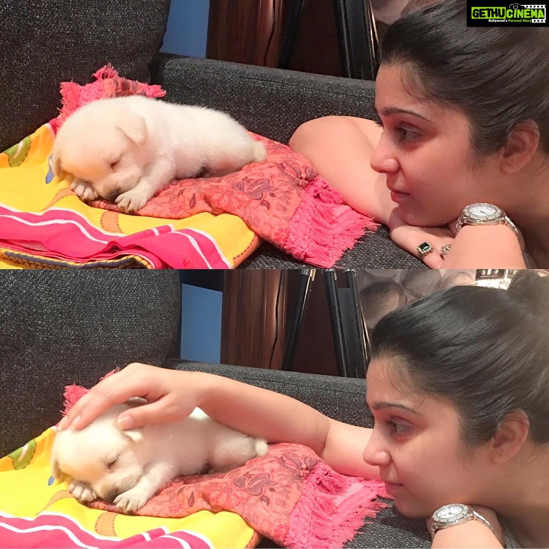 Charmy Kaur Instagram - #happybirthday baby boy #darling .. itβs been 2 years already .. u r n u will b our fav darling puppy always πππ #puppy #petsofinstagram #PC @puriconnects @purijagannadh