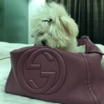 Charmy Kaur Instagram - #mybaby #sexy #petsofinstagram #love 😍