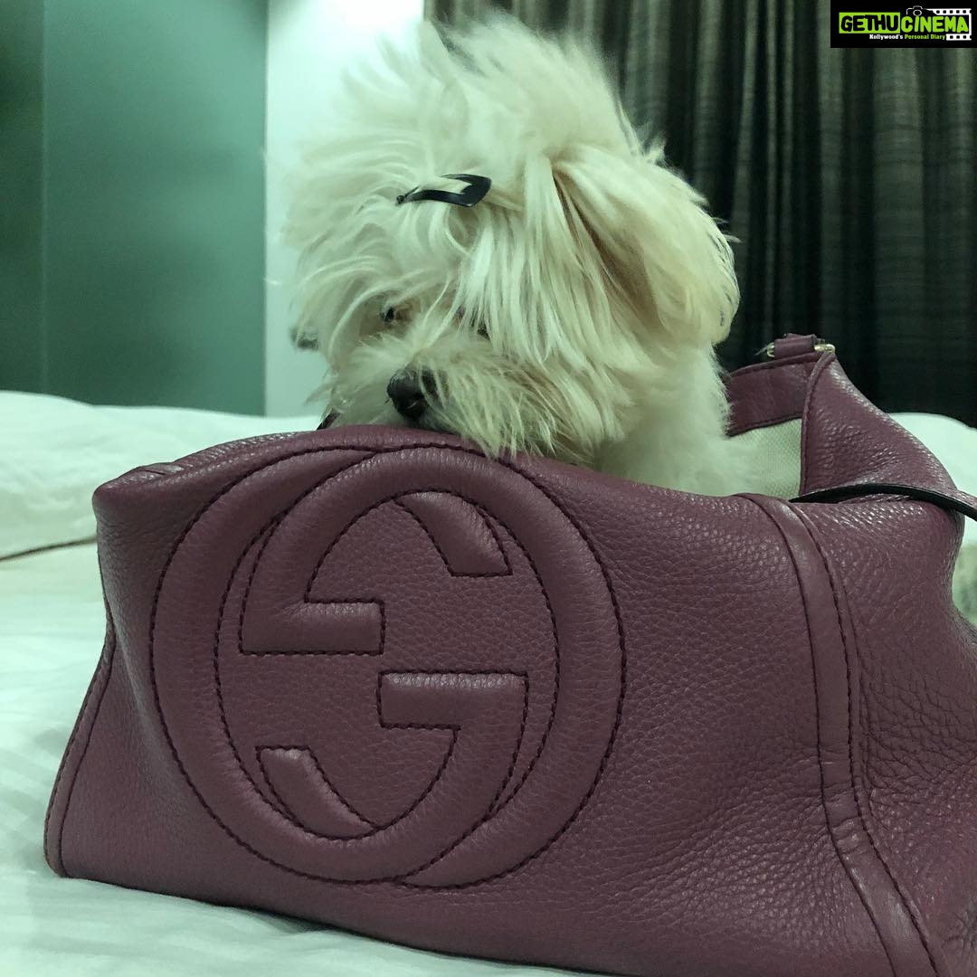 Charmy Kaur Instagram - #mybaby #sexy #petsofinstagram #love 😍