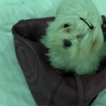 Charmy Kaur Instagram - #mybaby #sexy #petsofinstagram #love 😍