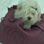 Charmy Kaur Instagram - #mybaby #sexy #petsofinstagram #love 😍