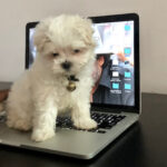 Charmy Kaur Instagram - 😂😂😂😂#munchkin #mybaby #SEXY #puppylove #teacupmaltese