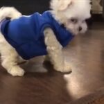 Charmy Kaur Instagram - Love this edit by @mithimax 😂😂😂 #Sexy is really sexy 😘😘 Our bundle of happiness n joy is back in @puriconnects 🤗🤗 #teacupmaltese