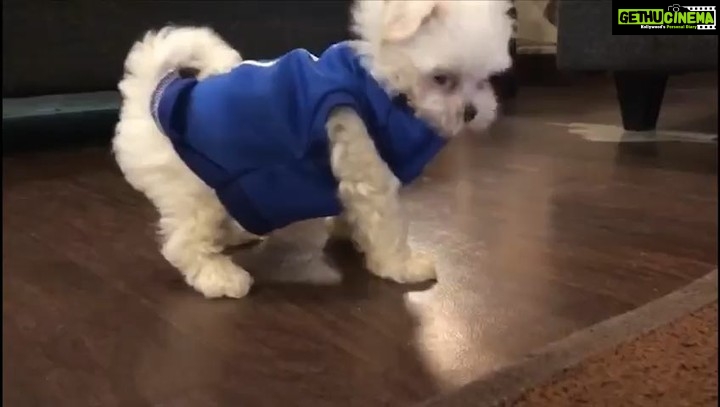 Charmy Kaur Instagram - Love this edit by @mithimax 😂😂😂 #Sexy is really sexy 😘😘 Our bundle of happiness n joy is back in @puriconnects 🤗🤗 #teacupmaltese