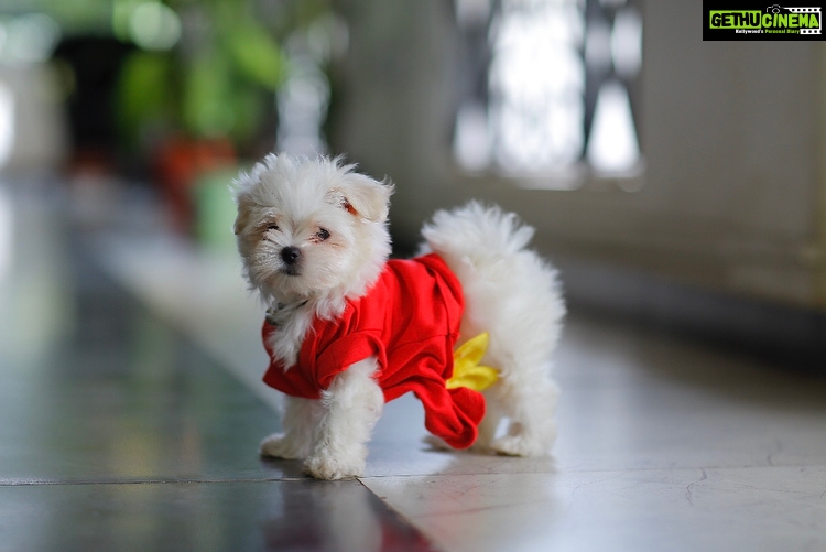 Charmy Kaur Instagram - #darling #sexy #item 😍 #petphotography @santhoshgoud.burra #photoshoot #mybabbies