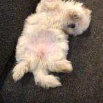 Charmy Kaur Instagram – #Sexy #mybabygirl #teacupmaltese 😘😘😘