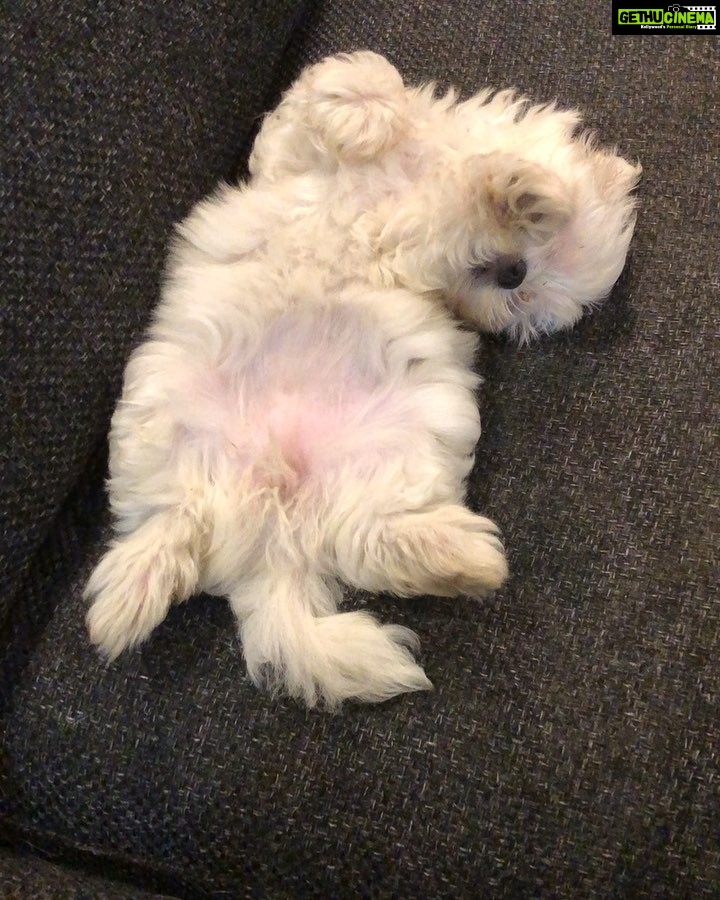 Charmy Kaur Instagram - #Sexy #mybabygirl #teacupmaltese 😘😘😘
