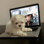 Charmy Kaur Instagram - 😂😂😂😂#munchkin #mybaby #SEXY #puppylove #teacupmaltese