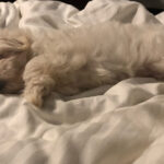 Charmy Kaur Instagram - #Sexy surely is not a fan of Monday 😂😂 #LazyBaby #Sexy #PuppyLove #bundleofjoy