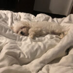 Charmy Kaur Instagram - #Sexy surely is not a fan of Monday 😂😂 #LazyBaby #Sexy #PuppyLove #bundleofjoy