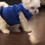 Charmy Kaur Instagram - Introducing our new family member ... yessss she is ‘SEXY ‘ N tats wat we call her 😘😘 #TeaCupMaltese