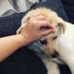 Charmy Kaur Instagram - Massage massage massage .. All he needs is massage n pampering all the time , i rather take him to thailand 😂😉😛