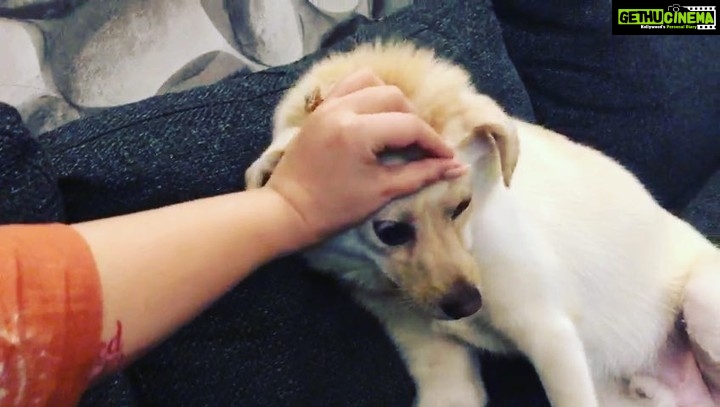 Charmy Kaur Instagram - Massage massage massage .. All he needs is massage n pampering all the time , i rather take him to thailand 😂😉😛