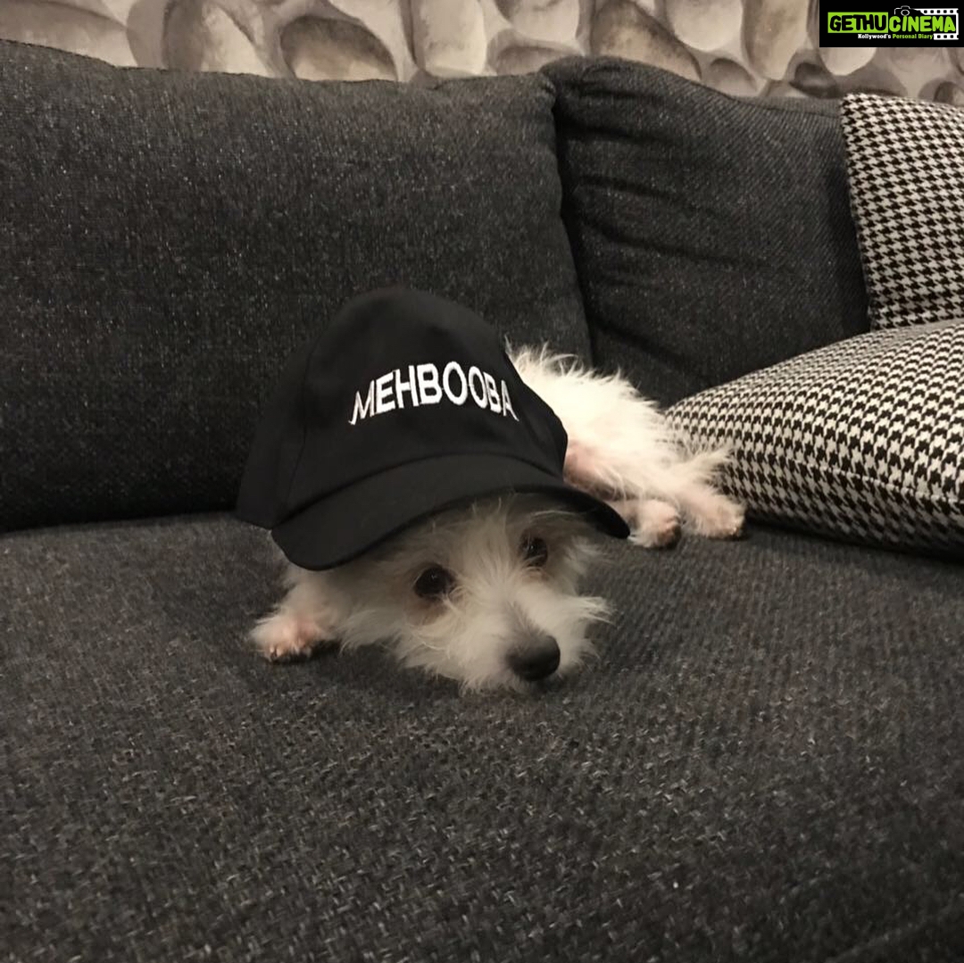 Charmy Kaur Instagram - Item to me “ mommy even I got to wear #Mehbooba caps 😍 “ 😂😂😂