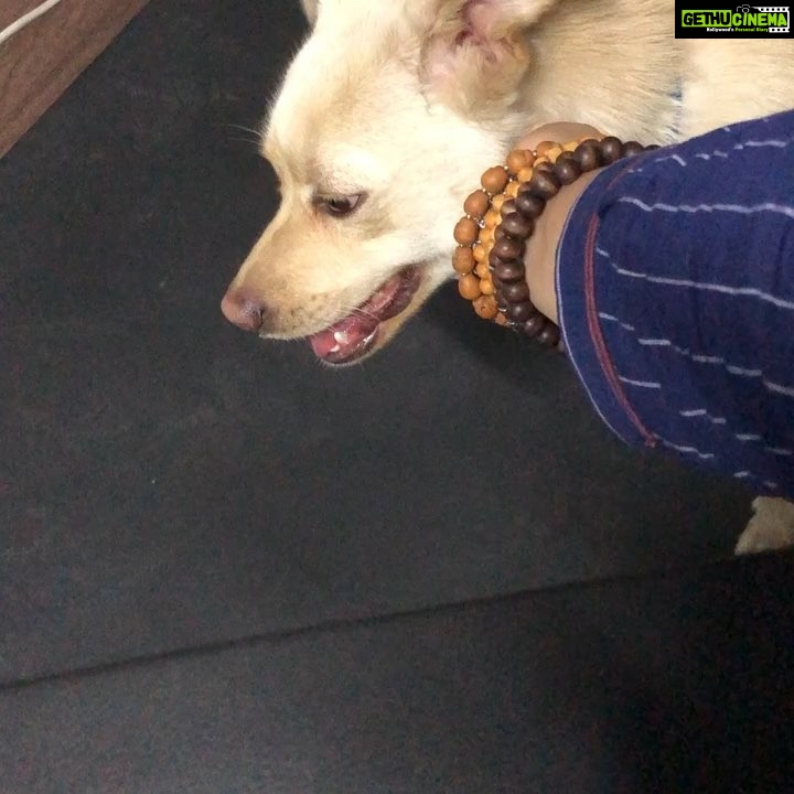 Charmy Kaur Instagram - When Darling wants a massage 😂😘 #mybaby @puriconnects #PC #WorkSpace