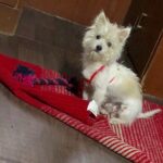 Charmy Kaur Instagram - 😂😂😂😂 #guiltyface 😂😂😂 #Item #mybaby 😘😘😘
