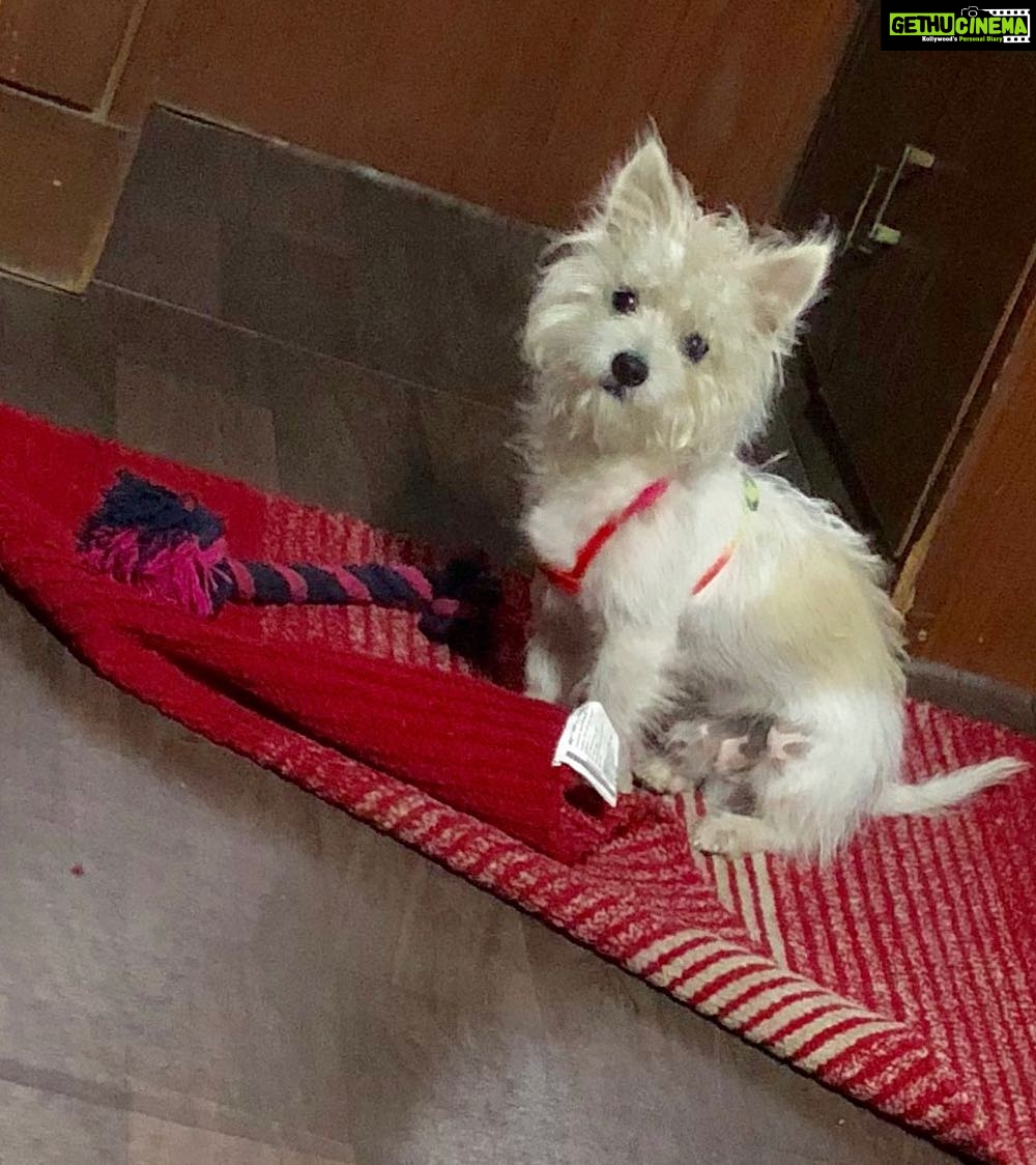 Charmy Kaur Instagram - 😂😂😂😂 #guiltyface 😂😂😂 #Item #mybaby 😘😘😘
