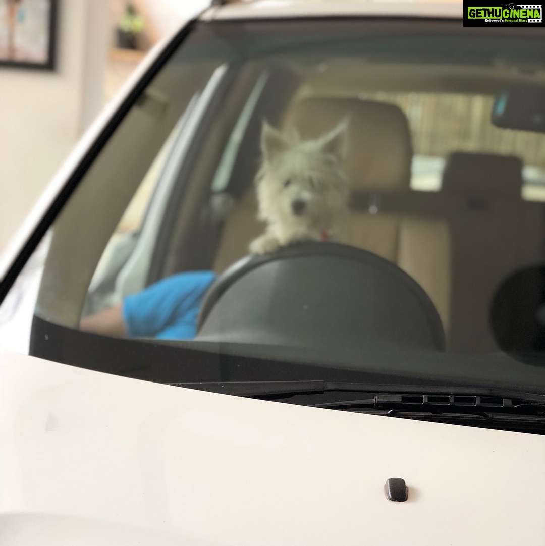 Charmy Kaur Instagram - Look who decides to Drive me today 😂😍😘 #ITEM #mybaby #puppylove #PetsAreBest #PC #WorkPlace @puriconnects