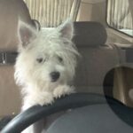 Charmy Kaur Instagram - Look who decides to Drive me today 😂😍😘 #ITEM #mybaby #puppylove #PetsAreBest #PC #WorkPlace @puriconnects