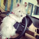 Charmy Kaur Instagram - Look who decides to Drive me today 😂😍😘 #ITEM #mybaby #puppylove #PetsAreBest #PC #WorkPlace @puriconnects