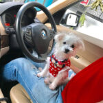 Charmy Kaur Instagram - ‪New driver on board 😂😂😘😘 #puppylove #mybaby #item ❤️‬