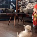 Charmy Kaur Instagram – 😂😂😂😂 we named him right 😂😂😂 #item #mybaby #puppylove