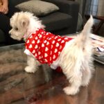 Charmy Kaur Instagram - My bundle of joy .. my 3 rd baby "ITEM" 😁he he he 😁 #puppylove