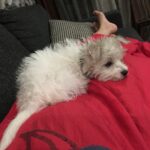 Charmy Kaur Instagram - My bundle of joy .. my 3 rd baby "ITEM" 😁he he he 😁 #puppylove