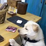 Charmy Kaur Instagram - When no one shows up for work on a Sunday ,darling works for me 😂😂😂😂 #darling #puppylove #mybaby #PC @puriconnects