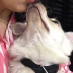 Charmy Kaur Instagram - And when ur puppy trusts u more than himself 😍 #darling #mybabby #puppylove #atworkonsunday #PC @PuriConnects ❤️