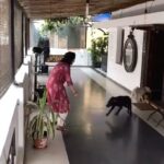 Charmy Kaur Instagram - Pablo 's reaction 😂 seeing me only after 1 day's gap 😂😂😂 #puppylove #loveatwork #PC @PuriConnects ❤️