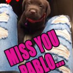 Charmy Kaur Instagram - #cantstopcrying #PABLO #mybaby