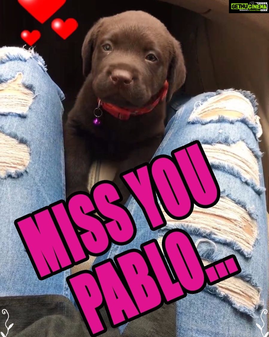 Charmy Kaur Instagram - #cantstopcrying #PABLO #mybaby