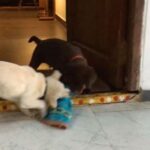 Charmy Kaur Instagram - ‪This fight is on past 1 hr now 🙄 I really wish I cud tell them "guys tats just a toy u r fighting so hard for ,not a gal " 😂😂‬ #pablo #darling #bestfriends #puppylove