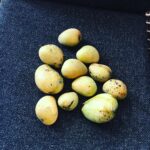 Charmy Kaur Instagram - #mangoes from our mango tree in this season 😝 like me ,even my trees r hatke 😂