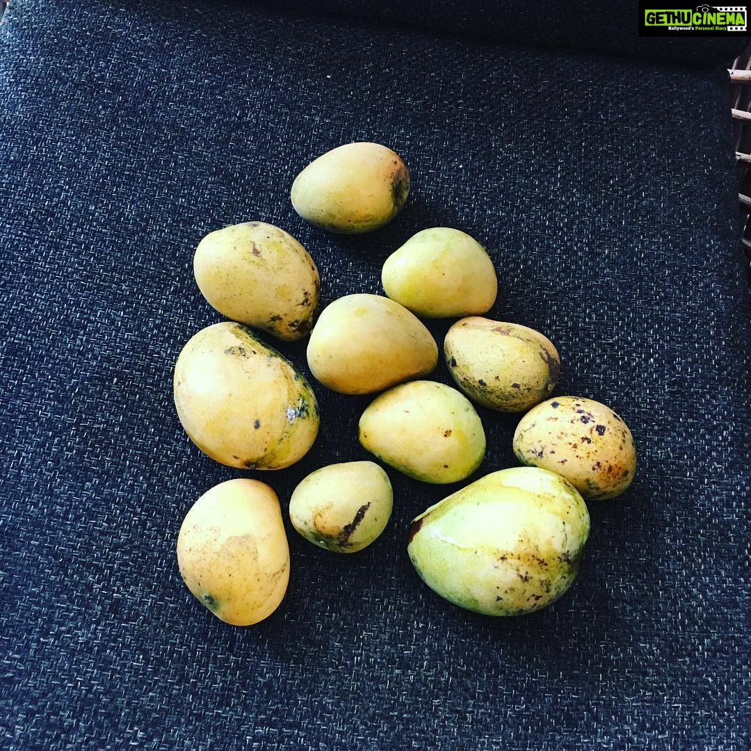 Charmy Kaur Instagram - #mangoes from our mango tree in this season 😝 like me ,even my trees r hatke 😂