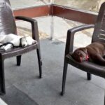 Charmy Kaur Instagram - My security boys #Darling #PABLO 😂😂😂😂 helooooo good morning 😂😂😂😂