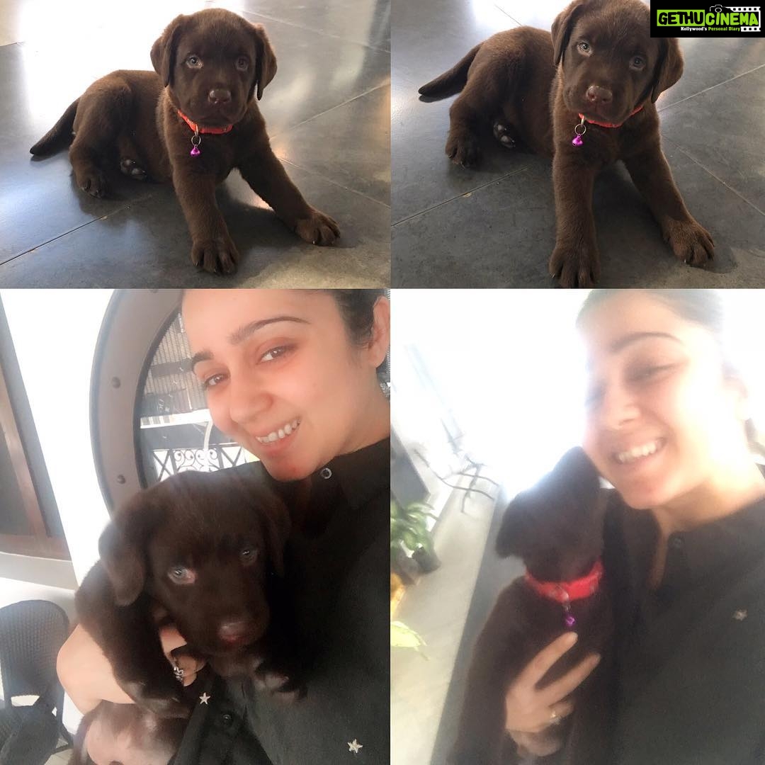 Charmy Kaur Instagram - βͺHis innocence, his beauty n his saint like vibes .. πππ #lovinghim #secondpup β¬#suggestnames