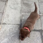 Charmy Kaur Instagram - In just 1 day he learnt to climb steps 😂 #quicklearner #puppylove #chocolatelab #suggestname