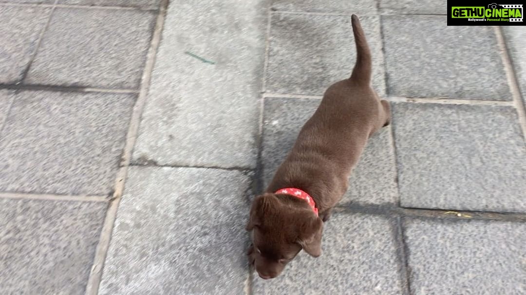 Charmy Kaur Instagram - In just 1 day he learnt to climb steps 😂 #quicklearner #puppylove #chocolatelab #suggestname