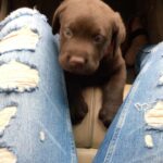 Charmy Kaur Instagram - Send me a name for him 😍 #chocolatelab #puppylove #happyme
