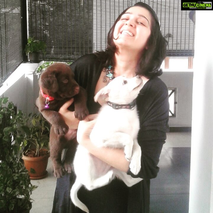 Charmy Kaur Instagram - 2 puppies in 2 months ... 😍 #darling #chocolatelab #puppylove #happyme 😍