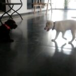 Charmy Kaur Instagram - #darling has a brother now ☺️☺️☺️ my 2nd babby 😘 #chocolatelab #puppylove