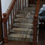 Charmy Kaur Instagram - My babby #darling scared to come down from steps 😂😘😘😘