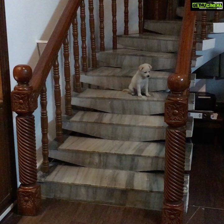 Charmy Kaur Instagram - My babby #darling scared to come down from steps 😂😘😘😘