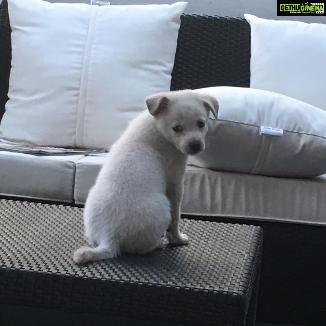 Charmy Kaur Instagram - Nothing at all matters to him .. no trump ,no Modi ,no black no white .. he sleeps ,plays ,eats n drinks like he always does .. #darling #puppylove #gotToLearnFromHim 😁