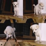 Charmy Kaur Instagram - My #darling growing up 😍😘 #puppylove
