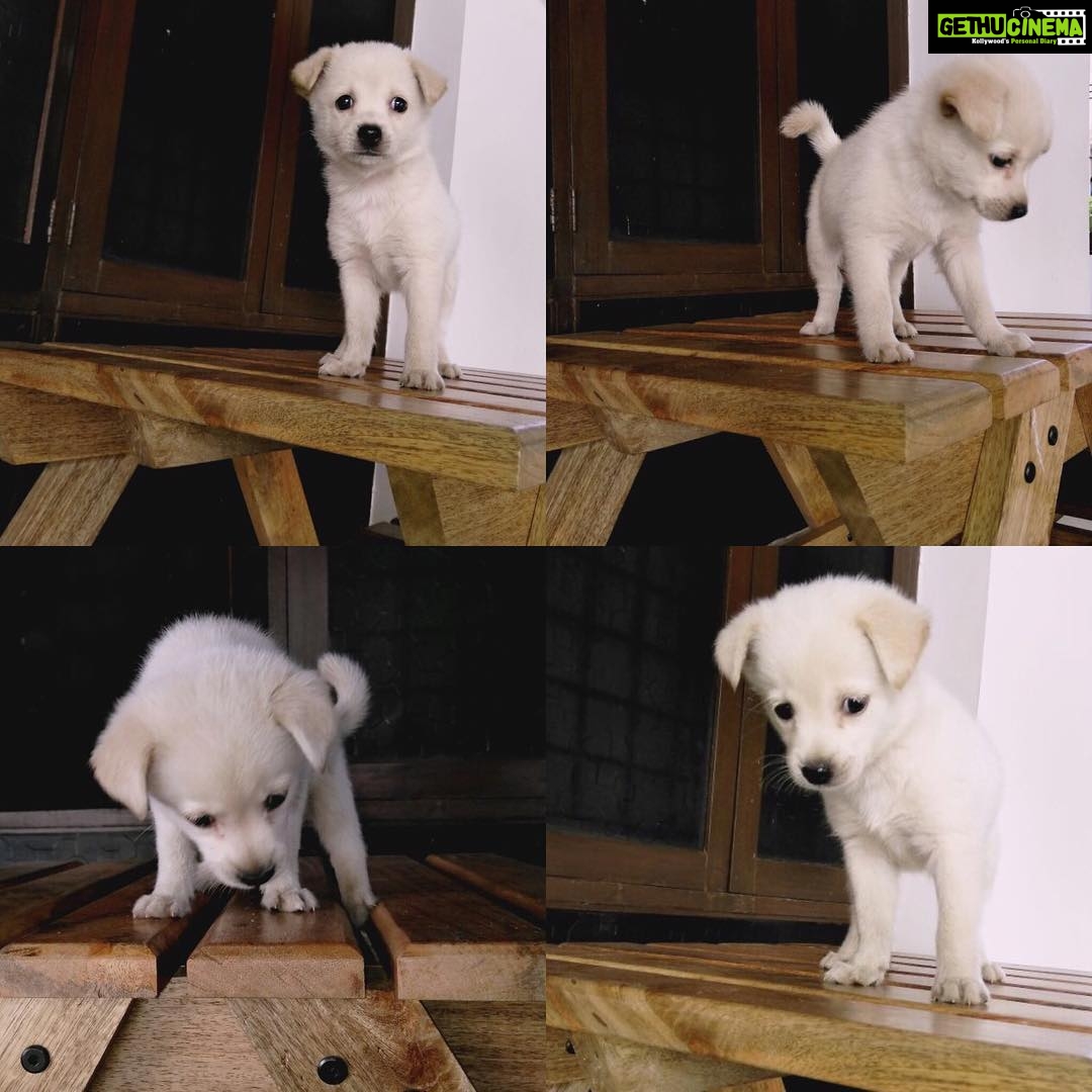 Charmy Kaur Instagram - My #darling growing up 😍😘 #puppylove