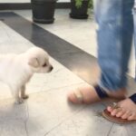 Charmy Kaur Instagram - #Darling learns to run n bite today 😍 #puppylove