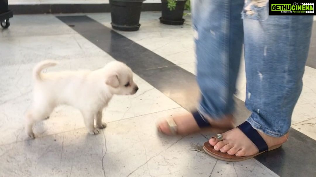 Charmy Kaur Instagram - #Darling learns to run n bite today 😍 #puppylove
